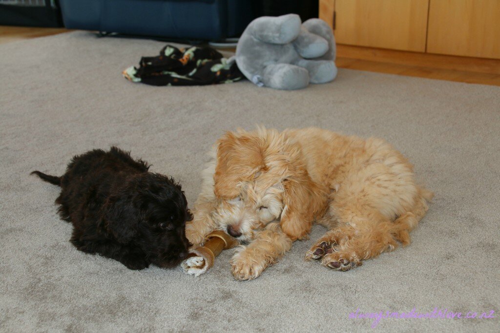 Brothers - schumi and benson 